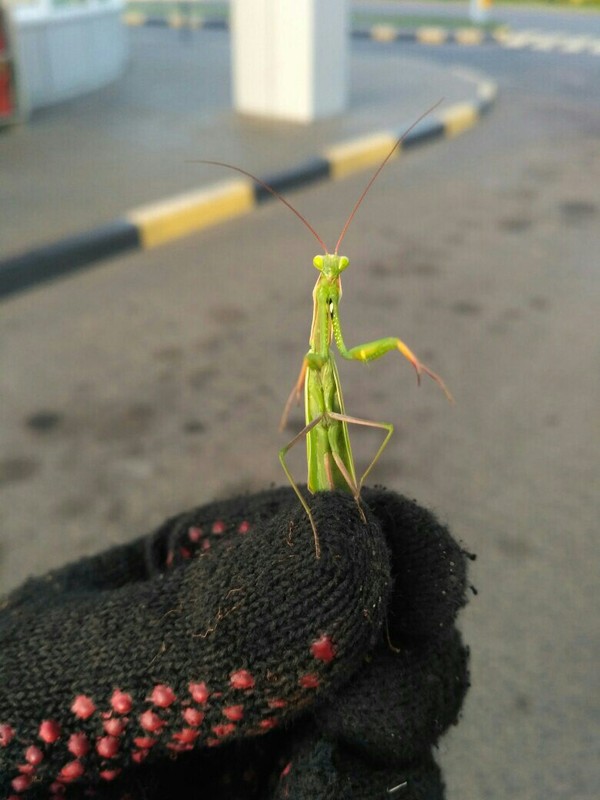 Mantis :) - My, Mantis, Republic of Belarus, My