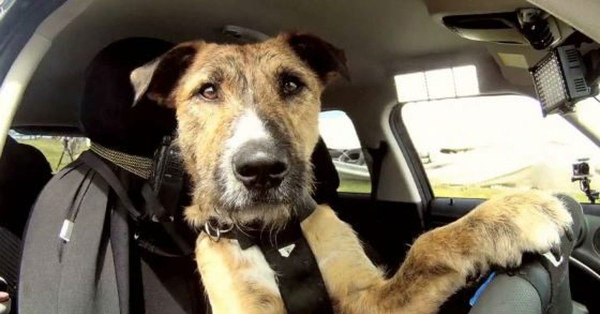 I work like a dog. I work like a dog. Собака на работе. Майка дог хард. Собака в машине.