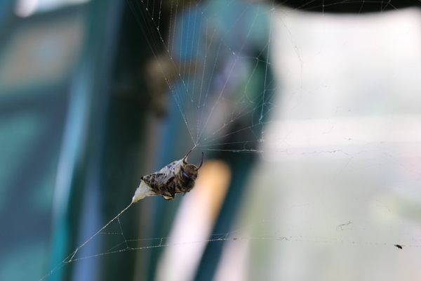     Canon 1200d, Canon, , , , , 