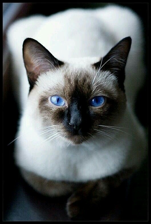 Calmness - cat, Gorgeous, Blue Eyes