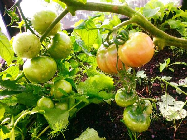 tomato story - Tomatoes, Garden, Garden, Dacha, Summer residents, Story