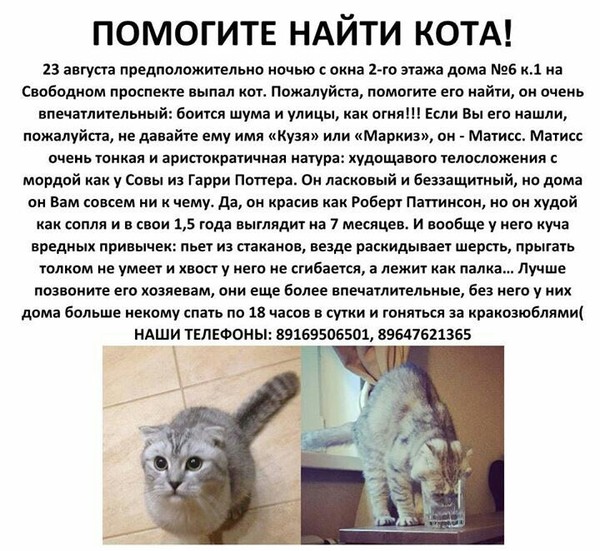 Help to find a cat - Moscow / Novogireevo - My, Lost cat, cat, Help, Novogireevo, Longpost