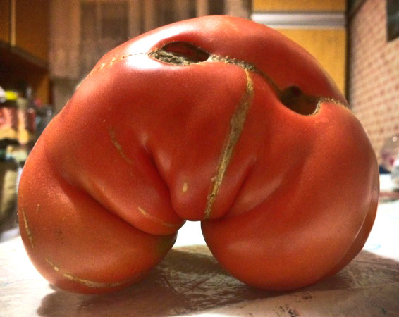 Signor Tomato - My, Tomatoes, Pareidolia, , Growing, Longpost