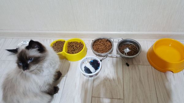 When your cat thinks she has no food - My, , Thai cat, , cat