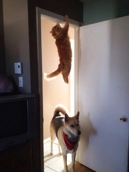 Sometimes real ninjas working under cover are caught. - cat, Ninja, Longpost