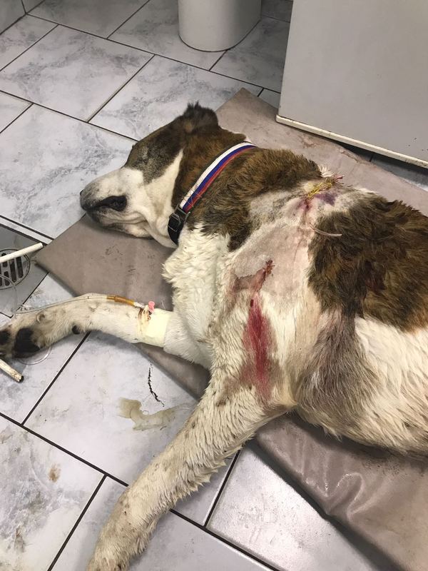 A drunken inadequate shot a dog in the park from a trauma, we are looking for the culprit. Please help. - Shooting, Traumatic weapon, Alcohol, Dog, State of emergency, Longpost