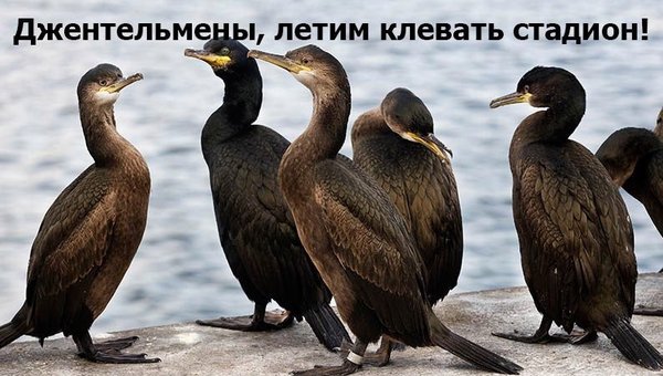 New culprits in the Zenit Arena roof leak - Gazprom arena, Birds, Saint Petersburg, Russia, Amazing, Officials, news, Publishing house Kommersant