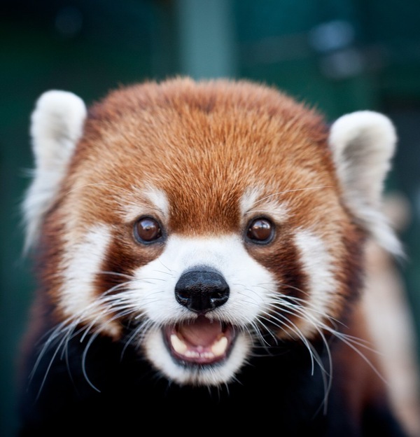 Red pandas :3 - Red panda, Animals, The photo, Longpost