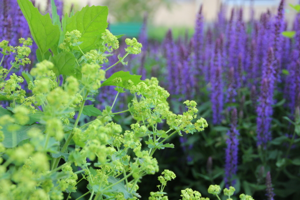 Photo - My, The photo, Summer, Flowers