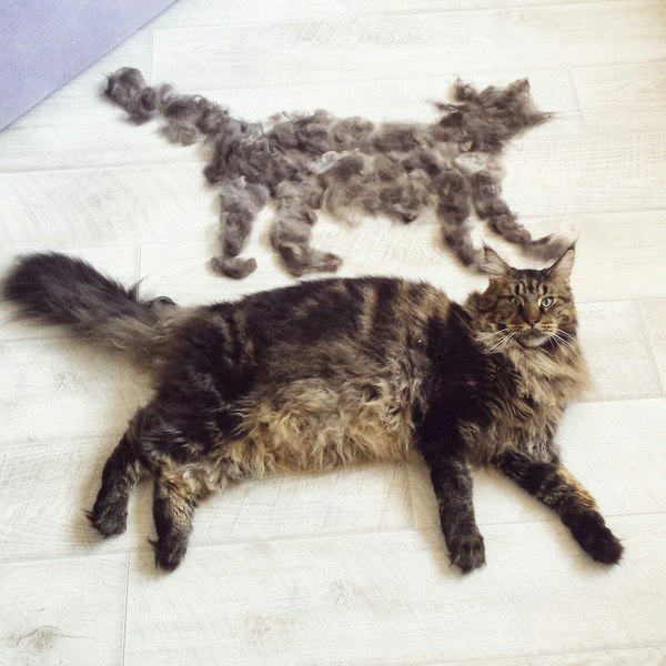 combed out - cat, Wool, Maine Coon, Pets, Pet, 