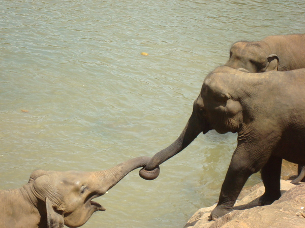 It's not an easy job to drag an elephant out of the swamp by the trunk ... - My, Elephants, Sri Lanka, , Trunk, Nursery