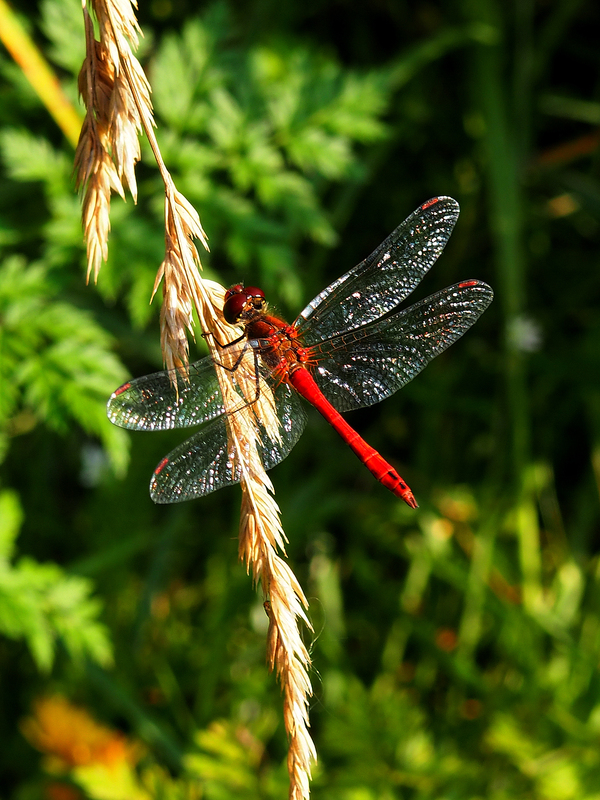 crystal wings - My, Dragonfly, Insects, Photo hunting, Wings, , Nature, Lake