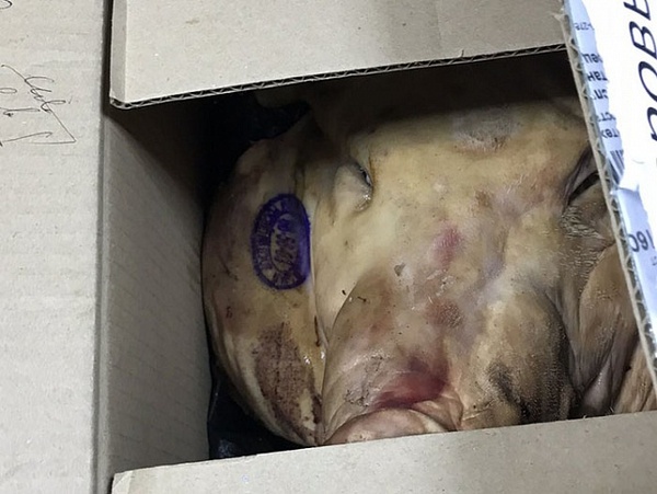 The director of the travel company was sent a pig's head - news, Pig's head, Package