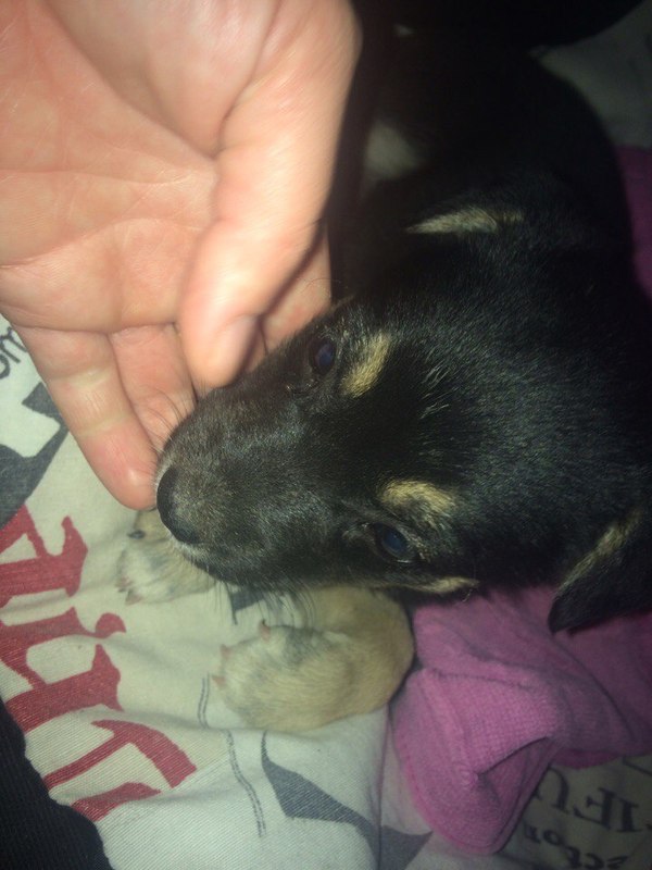 Щенка в добрые руки! г. Самара.