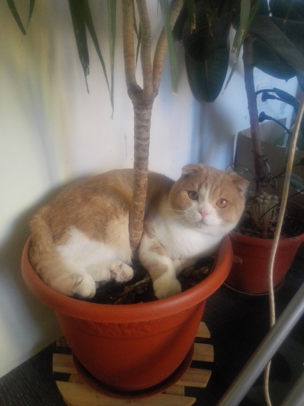 Our cat's favorite bed. - My, Catomafia, The photo, cat, Longpost