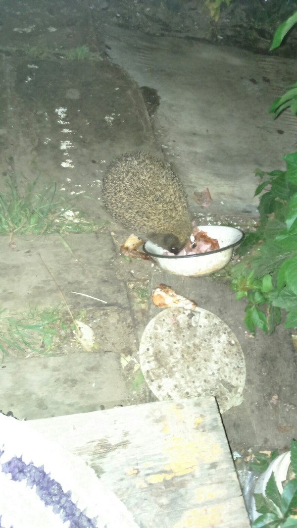 Hedgehog eats 2 - My, Hedgehog, Milota, Is eating, Longpost