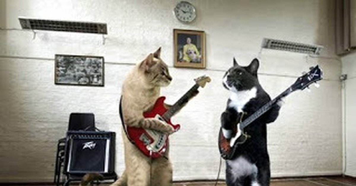 Песня веселая кошка. Коты музыканты. Кот гитарист. Котик музыкант. Смешные музыканты.