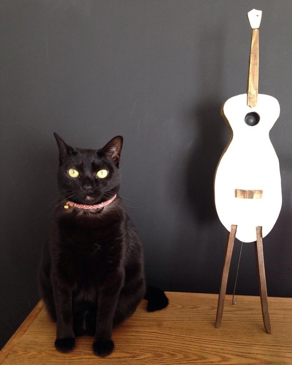 Installation Cat and musical instrument - cat, Musical instruments, , , , Pet, Pets