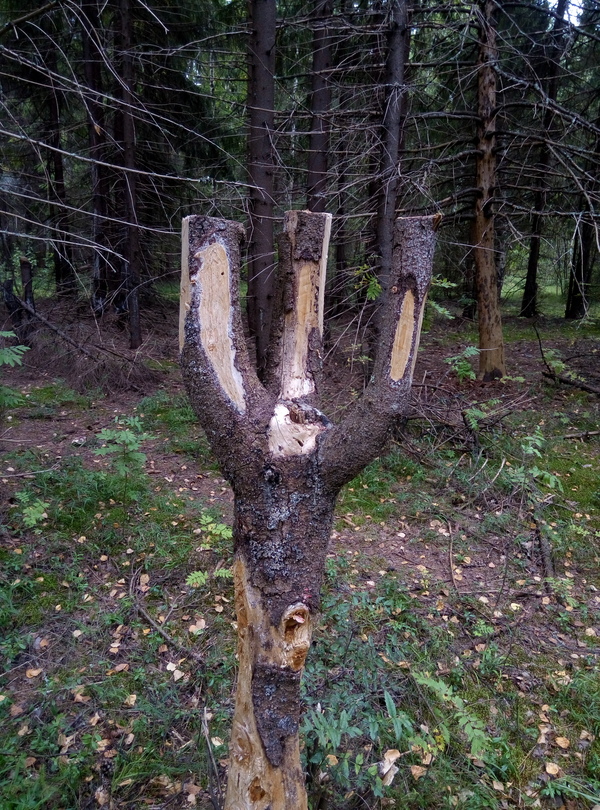 Found in the forest - My, Forest, Why, Slingshot