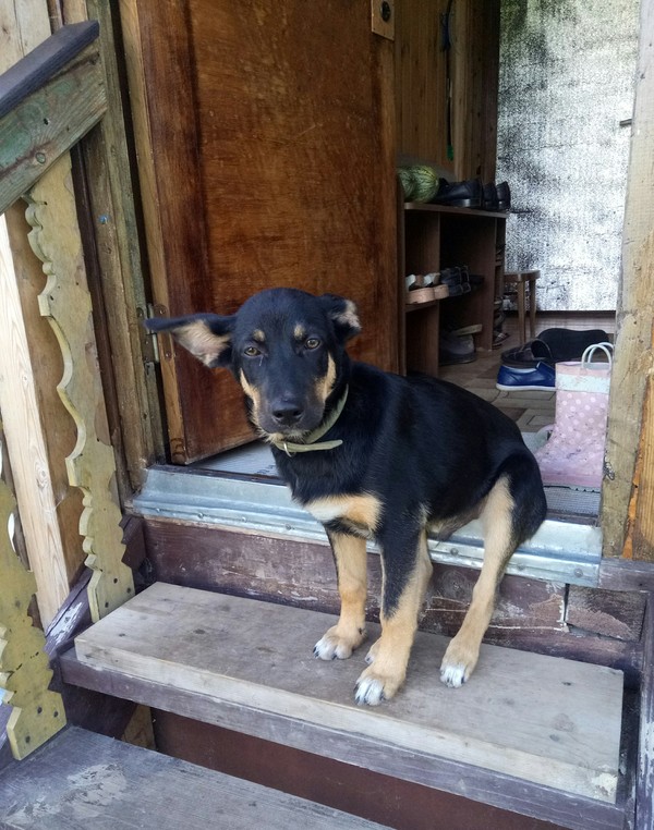 Half sitting, half standing. - Summer, Dacha, Is sitting, Dog