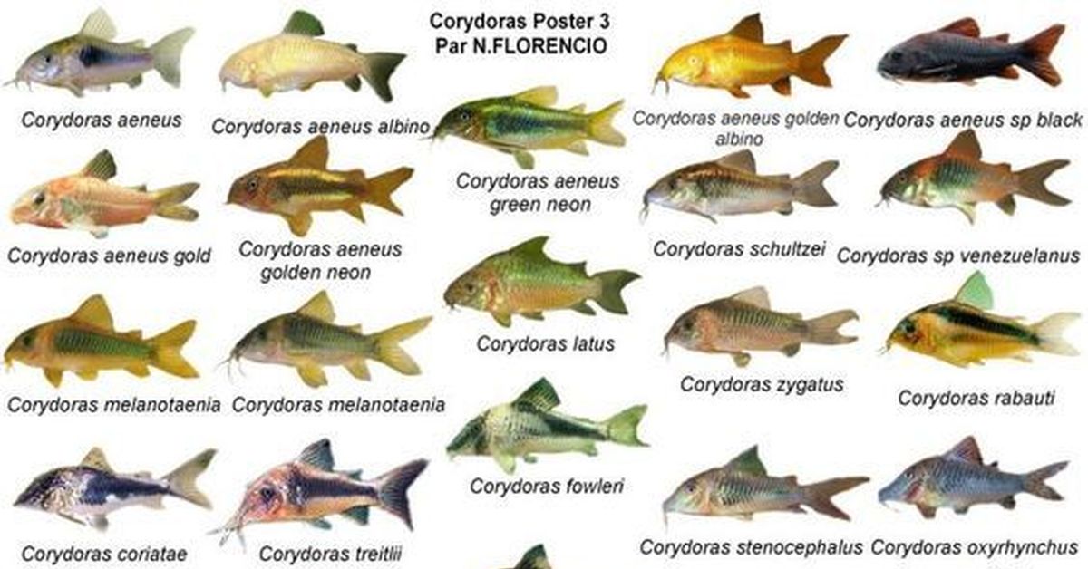 Породы аквариумных рыбок с фото и названиями