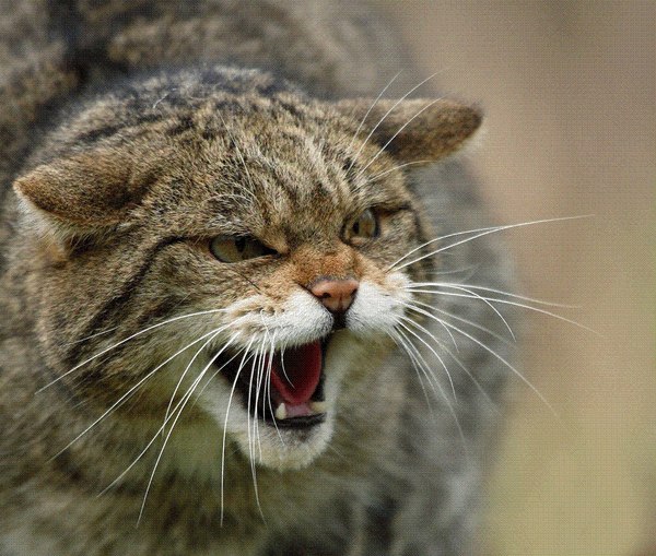    , European Wildcat  : Felis silvestris Schreber. , , , 