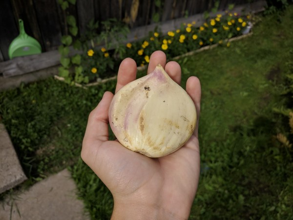 A clove of garlic... - Garlic, My, Giants