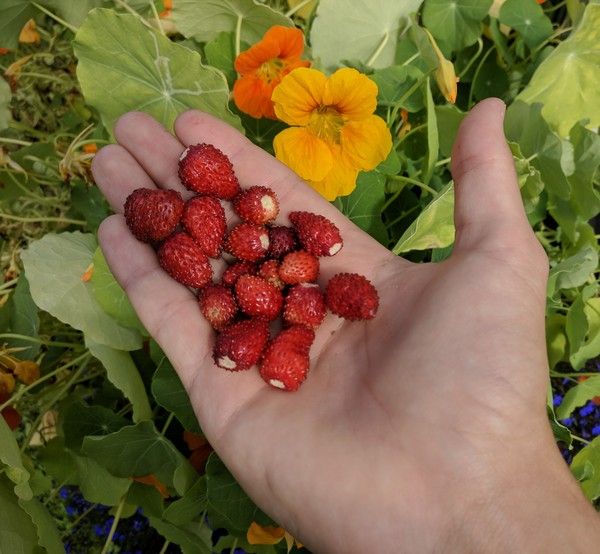 Strawberry - Berries, Longpost, Strawberry, My