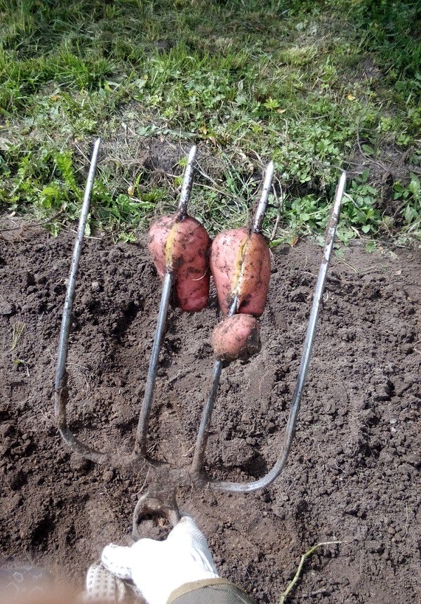 ������� � ��� �������