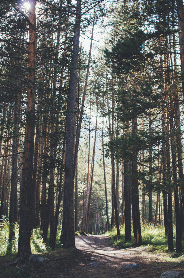 Pinery - My, Pentax, , Boron, Forest, Pine, The photo