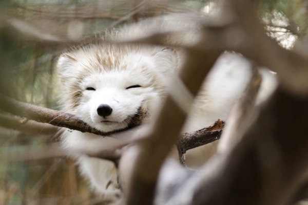 Сон на дереве :з