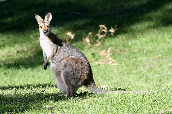 An escaped kangaroo runs in the forests of the Kostroma region - Kangaroo, Kostroma region