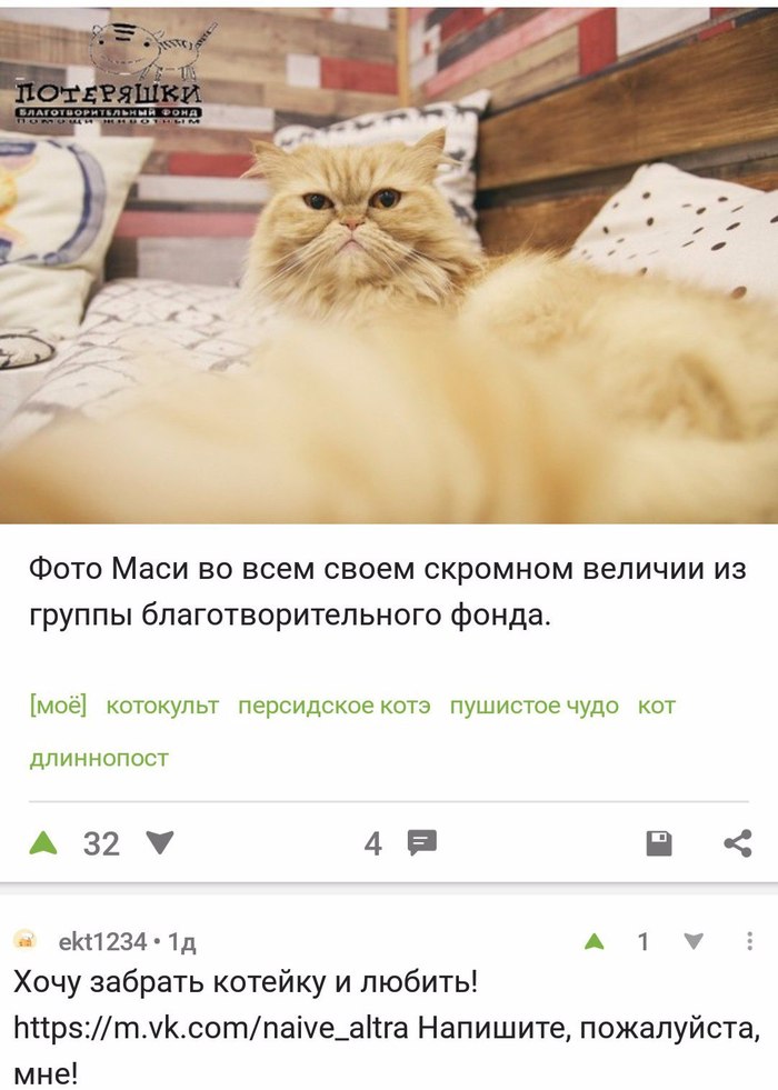 Masya found her home - My, , Found a home, cat, , Longpost