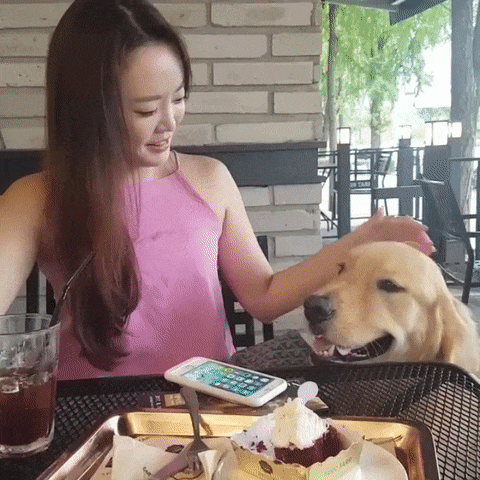 So, the main thing is to lull vigilance. - GIF, Dog, Girls, Food