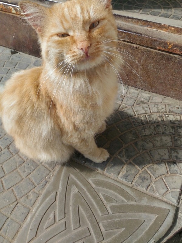  )) ,   !, , 