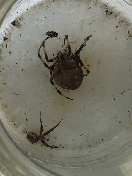 Help identify the type of spider - My, Spider, 