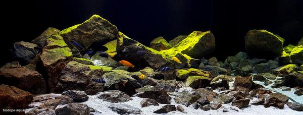 What should be a biotope aquarium? - Aquarium, Aquarium, Biotope aquariums, Longpost