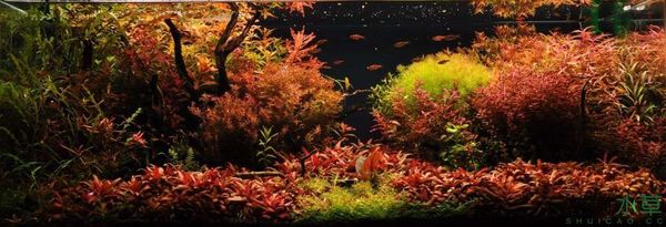 A Study in Scarlet - a stunning Dutch-style herbalist - Aquarium, Aquarium, Aquascape, 