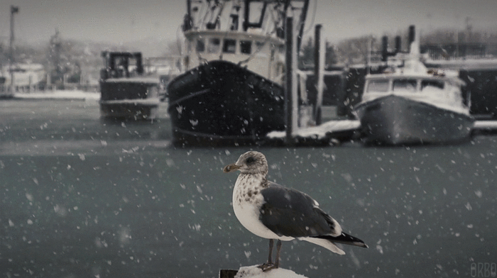 Seagull and snow - Reddit, Seagulls, Snow, Equanimity, A boat, GIF, Melancholy, Looped