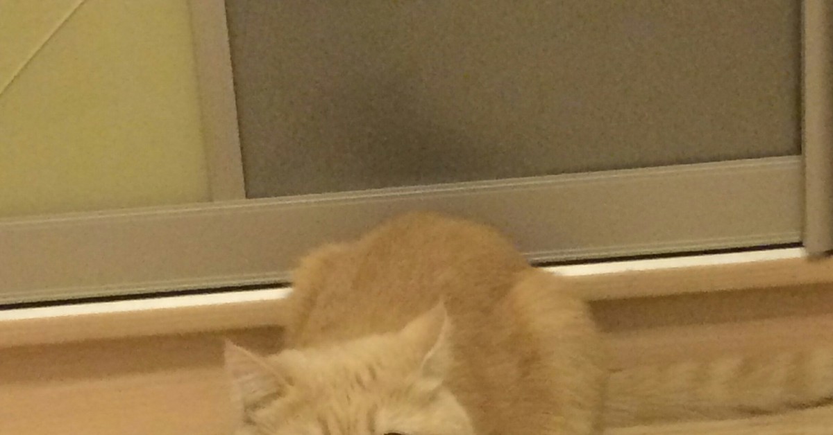 У кошки бешенство???) | Пикабу