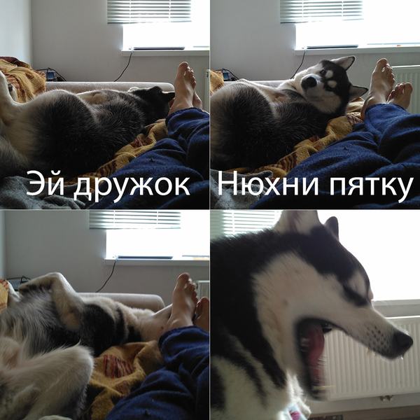 Cheered up - My, Husky, Dog, My, Images