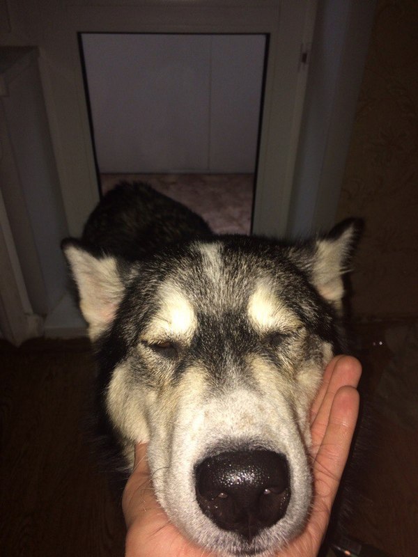 История собаки