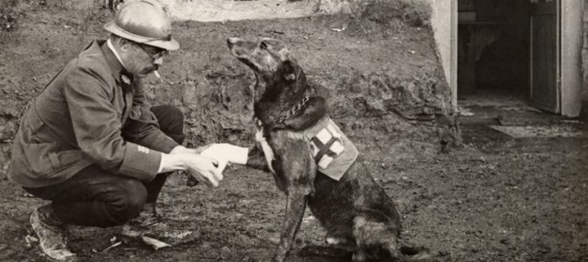 Собак в годы великой отечественной. Собаки в Великой Отечественной войне. Собаки на фронте. Собаки в годы войны.