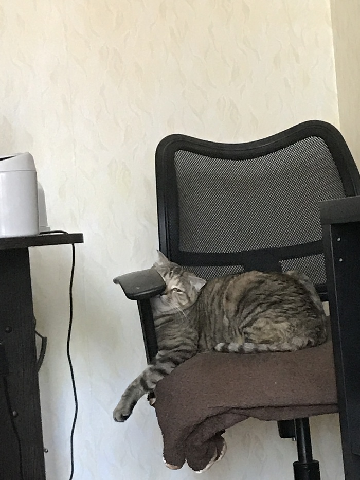 unstoppable fun - My, , What to do, cat, Chair