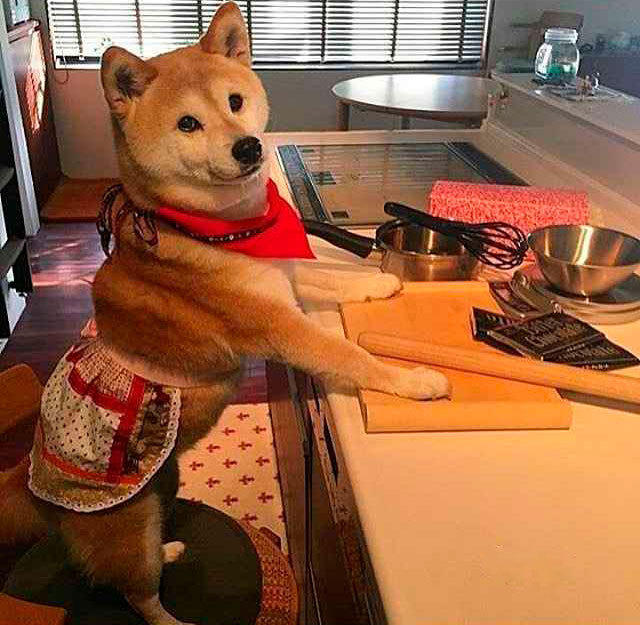 The good chef boy is here! - Good boy, Dog, Milota, Cook