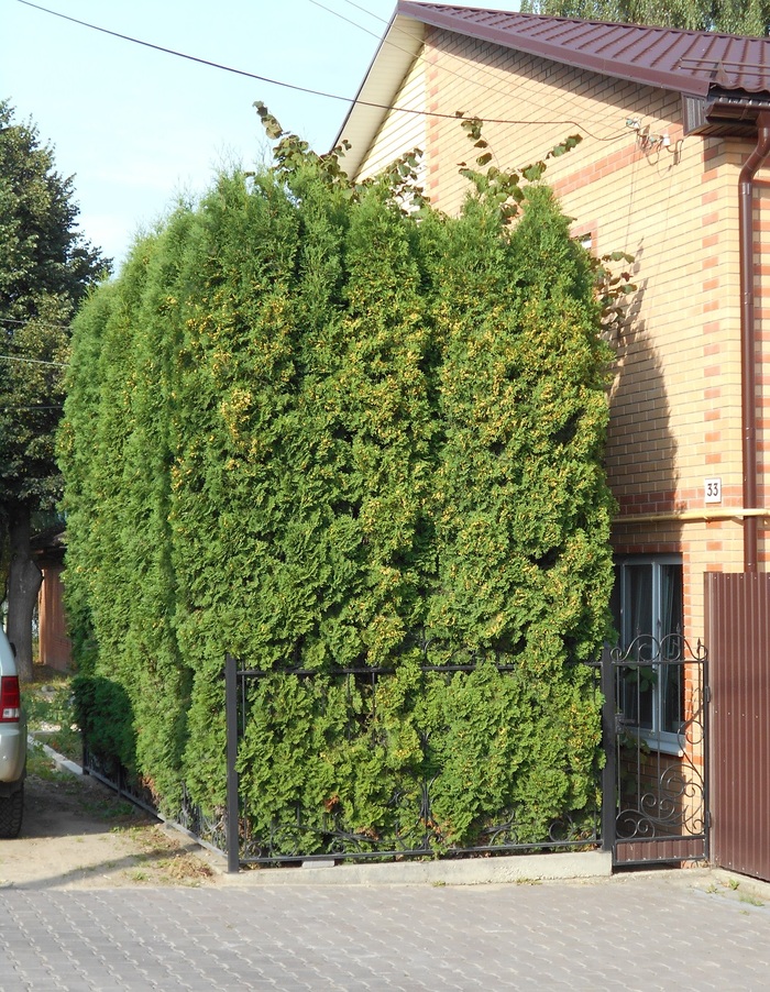 Thuja hedge - My, The photo, Tree, Thuja, Hedge, Landscaping, Beautification, The street, Facade