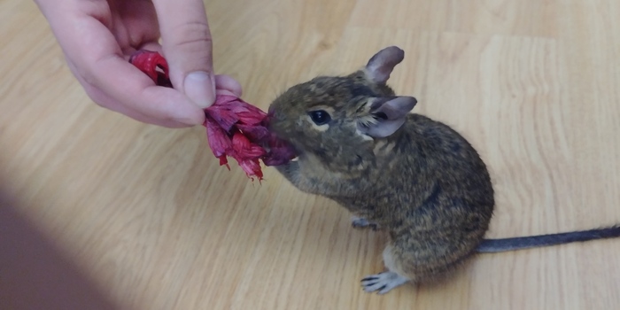 Degu is... part 2 - My, , Pets, Degu, , Rodents, Animals, Photo on sneaker, Pet, Longpost