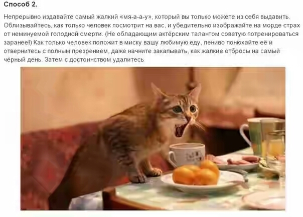 Смотреть Девять способов свести хозяина с ума для котов видео Смотреть Девять способов свести хозяина с ума для котов видео