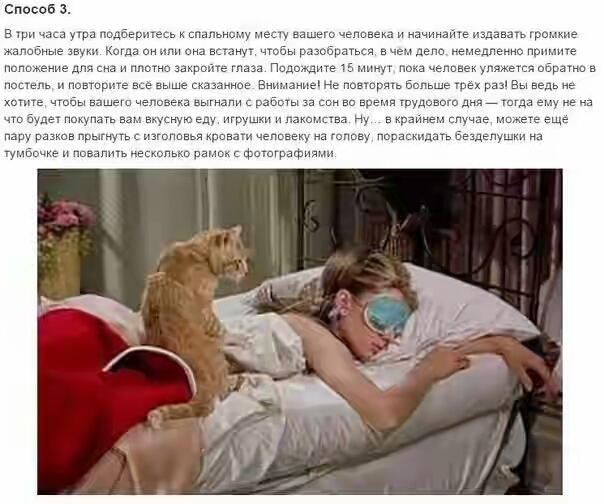 Девять способов свести хозяина с ума для котов новые фото Девять способов свести хозяина с ума для котов новые фото