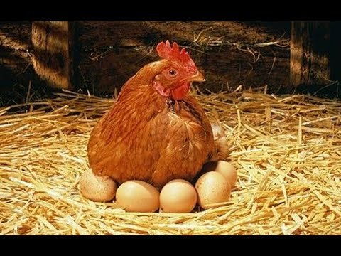 Dream about reincarnation - My, Hen, Eggs, Dream